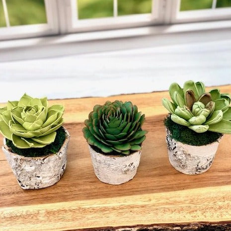 Wood Faux Succulent in Birch Container