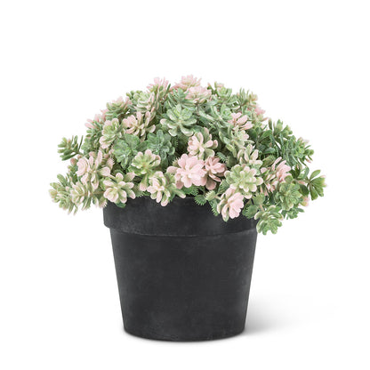 Flowering Succulent Plant Pot